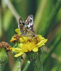 Burnsius orcynoides