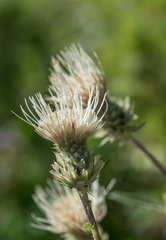 Cirsium remotifolium