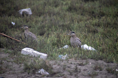 Burhinus superciliaris