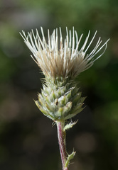 Cirsium remotifolium