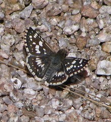 Burnsius orcynoides