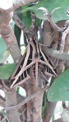 Eumorpha fasciatus