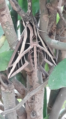Eumorpha fasciatus