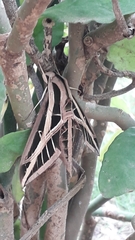 Eumorpha fasciatus