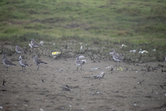 Pluvialis squatarola