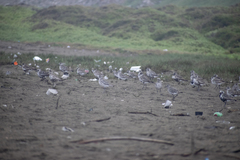 Pluvialis squatarola