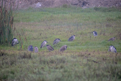 Nycticorax nycticorax