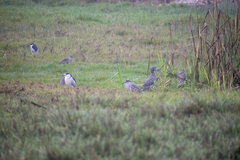 Nycticorax nycticorax