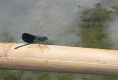 Calopteryx xanthostoma