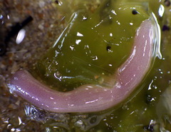 Leptosynapta dolabrifera