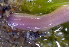 Leptosynapta dolabrifera