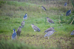 Nycticorax nycticorax