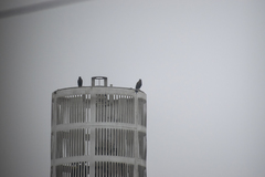 Parabuteo unicinctus