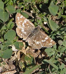Burnsius orcynoides