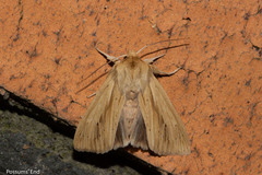 Ichneutica semivittata