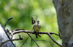 Microeca flavigaster