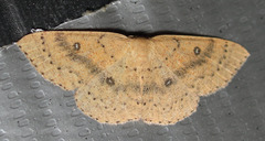 Cyclophora dataria