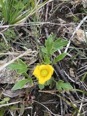 Ranunculus victoriensis