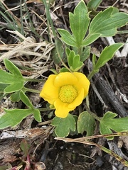 Ranunculus victoriensis