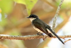 Rhipidura rufiventris