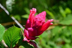 Salvia wagneriana