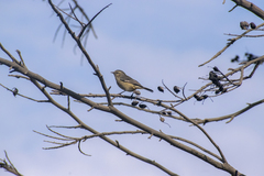 Conirostrum cinereum