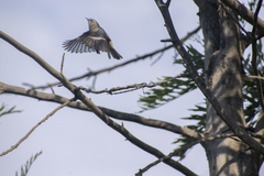 Conirostrum cinereum