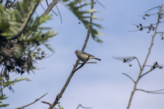 Conirostrum cinereum