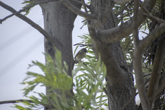 Camptostoma obsoletum