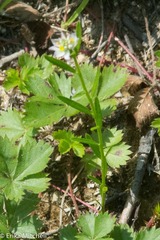 Polygala sanguinea