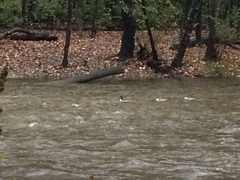 Mergus merganser