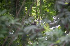 Pyrocephalus rubinus obscurus