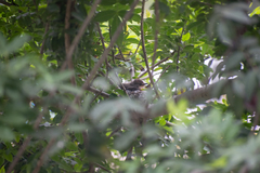 Pyrocephalus rubinus obscurus