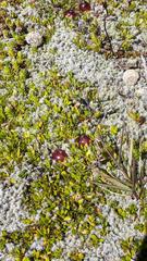 Coprosma atropurpurea