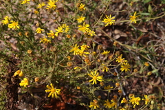 Chrysopsis lanuginosa