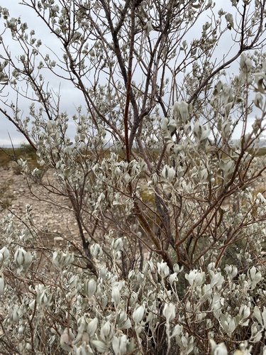 Leucophyllum frutescens