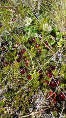 Coprosma atropurpurea
