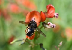 Xylocopa tabaniformis sylvicola