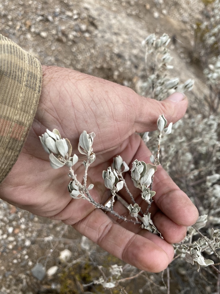 Leucophyllum frutescens, Nashua Rd, Canutillo, TX, US