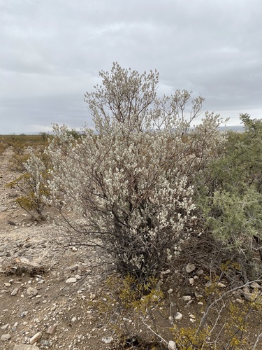Leucophyllum frutescens