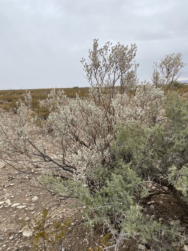 Leucophyllum frutescens
