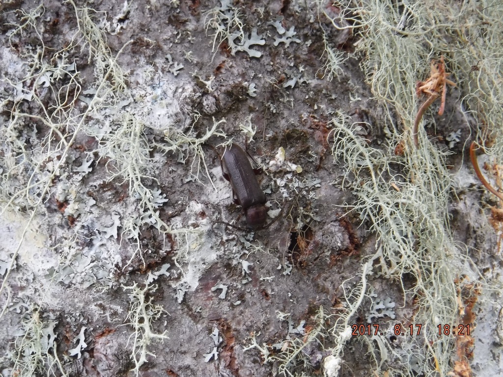 Megasemum asperum