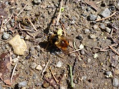 Criorhina bubulcus