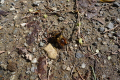 Criorhina bubulcus