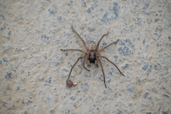 Corinnoidea