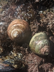 Tegula montereyi