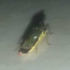 Cicadellidae