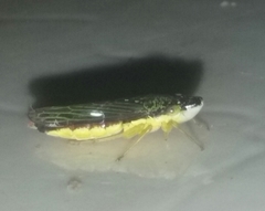 Cicadellidae