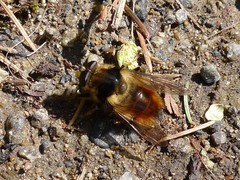 Criorhina bubulcus