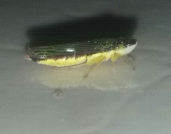Cicadellidae